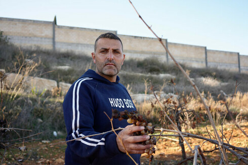 Empêché par l’armée israélienne d’accéder à sa parcelle attenante au mur de séparation ainsi que par les colons d'Efrat, Amal Sbairh, viticulteur près de Bethleem en Cisjordanie, n’a pu récolter cet automne ni son raisin qui a pourri sur pied, ni ses olives. © Photo : Rachida El Azzouzi / Mediapart