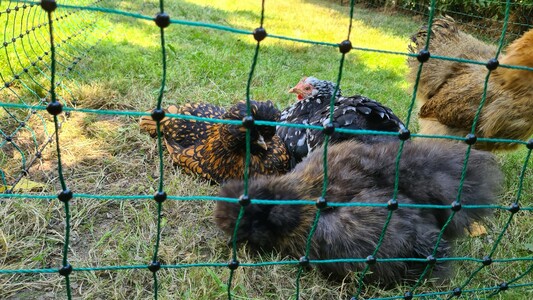 Poules qui sont couchées les unes près des autres.